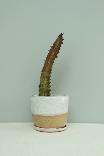 SAMPLE 40% off - Tiny Planter with drainage hole and saucer